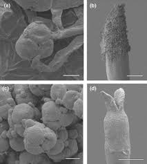 Image result for Oxyanthus pyriformis