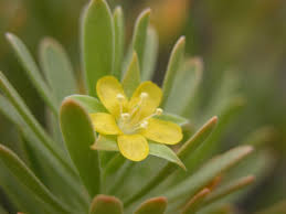 Image result for Surianaceae