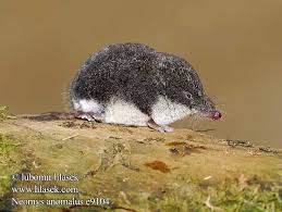 Image result for Neoschumannia