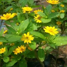 Salah satu alasannya, meja kantor memerlukan dekorasi atau hiasan untuk mengurangi rasa penat pada saat bekerja. Jual Tanaman Hias Bunga Matahari Mini Butter Daisy Di Lapak Warung Tanaman Bukalapak