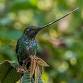 Introduction to Photography: Wildlife Edition event image