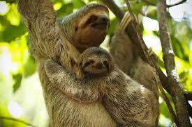 Two of the most beloved animals at the denver zoo have been in. Wild Sloth Family Costa Rica National Park 2016 Philippe Gallerand Flickr