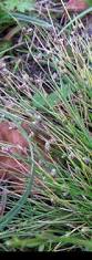 Image result for Isolepis setacea