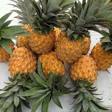 Maybe you would like to learn more about one of these? Ingin Tanaman Nanas Madu Tumbuh Dan Cepat Berbuah Ini Rahasianya