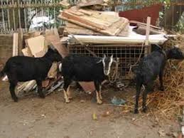 2021 navratri puja bhog samgri durga puja 2021 me kab hai kalashstapana date time 2021 chaitra navratri 2021 navratri kalash. Eid Al Adha 2021 Saudi Arabia