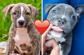 See more ideas about pitbull puppies, puppies, cute dogs. 19 Reasons Why Pit Bull Puppies Are The Most Dangerous Creatures On Earth