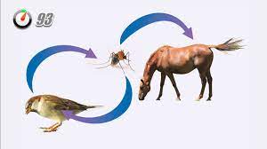 Dit eerstelijns westnijlvirus heeft mutaties doorgemaakt. West Nijl Virus Horses Nl