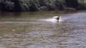 Riverside camping in the peaceful north georgia mountains! Low Tide At Colo River Bielany Campground Youtube
