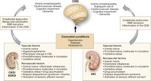 Crosstalk Between The Nervous System And The Kidney Kidney International