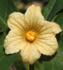 Image result for Coccinia barteri