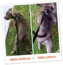 How to bulk up a dog. Bully Max Dog Food Supplements Official Website