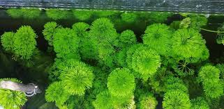Image result for Limnophila fluviatilis