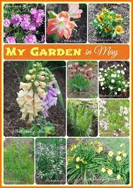 Check spelling or type a new query. My Garden In May Lots Of Flowers In Bloom Now
