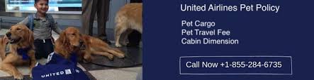 The rules for pet transportation vary depending on your country and destination. United Airlines Pet Policy Dog Cat Cargo Shipping Cabin Travel Fee
