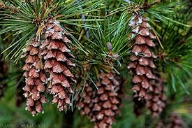 Image result for Pinus strobus