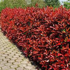 Standards are plants that are clipped into a ball shape on top of a tall clear stem. Photinia Red Robin Shrubs