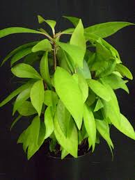 Image result for Ardisia