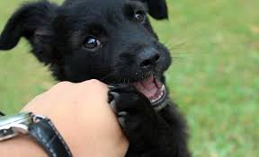 How do i stop my dachshund biting aggressively? Help My Puppy Keeps Play Biting Me Is This Normal
