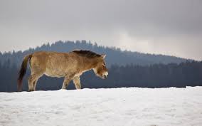Are There Still Wild Horses Wonderopolis
