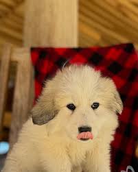 Travis & Beckie Kiker (@harvestplacefarm) • Instagram photos and videos