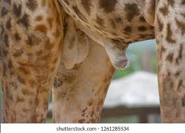 However, first became perceptible when she was three years of age. Penis Male Giraffe Giraffes Large Reproductive Stock Photo Edit Now 1261285534