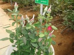 How do you fulfill your dream of becoming. Cultivation Of Cut Flower Roses A Complete Guide Eagle Link Flowers