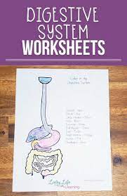Digestive System Worksheets For Kids Digestive System Worksheet Digestive System Digestive System For Kids