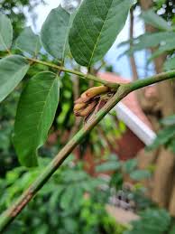 Image result for Hyperacanthus amoenus