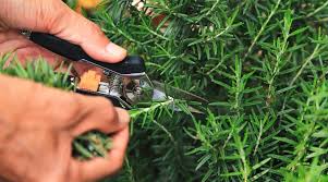 Image result for rosemary pruning