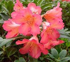Pin On Rhododendron