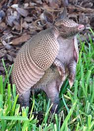 Robinhood spent two years quietly building its own clearing system so it wouldn't have to rely on an external firm to clear and settle transactions or take custody of assets. File Armadillo Florida Crop 2009 Jpg Wikimedia Commons