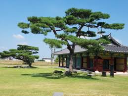 Check spelling or type a new query. National Tree Of South Korea Korean Red Pine Symbol Hunt