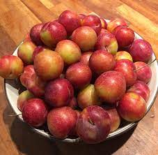 Apriums, plumcots, dapple dandy pluots and very cherry plums. The Verry Cherry Plum Paddock Post