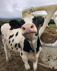 Pin By Anna Love On Gods Creations Animals All Animals Pictures Cow Animal Pictures