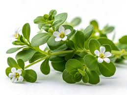 Image result for Bacopa monnieri