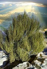 Image result for Swertia tetrandra