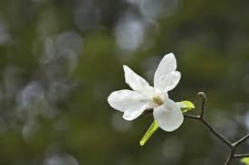 Excellent container plant yellowwood (cladrastis lutea): Hardy Magnolia Trees Choosing Magnolias For Zone 4 Gardens