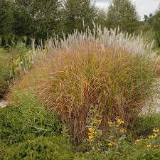 Image result for Miscanthus violaceus