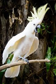 Forest Parrot White Twitter Forest Animal Bird Zo Forest Parrot White Twitter Forest Animal Bird Zo Parrot Pet Birds Parakeet Cage