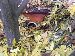 „wer nicht bleiben kann, der muss eben gehen. Igel Winternester 5 Tipps Zum Erfolg Igel In Bayern