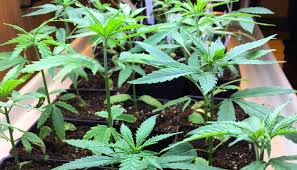 Mip is a class a violation with a penalty of presumptive fine of $440 if a person under age 21 is operating a motor vehicle while in personal possession of alcoholic beverages or by possessing a marijuana item. Here S Where Missouri S Marijuana Dispensaries Businesses Will Be