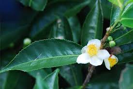Image result for Camellia sinensis