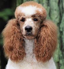 Parti Phantom Sable And Brindle Ladies Family Affair Standards Parti Poodle Brindle Poodle