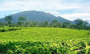 Check spelling or type a new query. Kebun Teh Wonosari Jatim Traveller Travelling Is Easy