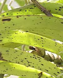 Assalamualaikum.salah satu tanaman yang berasal dari indonesia di mana tanaman ini banyak di gandrungi oleh kaum hawa karna bentuknya yang begitu memikat. Penyakit Bercak Kuning Phyllosticta Pada Anggrek Agrokompleks Kita