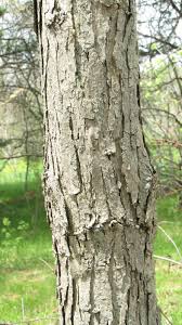 Check spelling or type a new query. White Oak Quercus Alba The Arboretum
