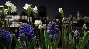 Journey Through A Blooming Garden Of Dancing Flowers In This Incredible Four Minute Short Film Short Film Breathtaking Bloom