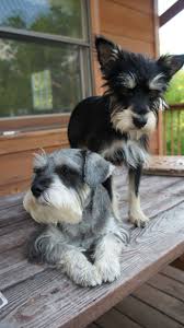 Miniature schnauzers are also known as mini schnauzers, dwarf schnauzers, and zwergschnauzers. Pin On The Doggies