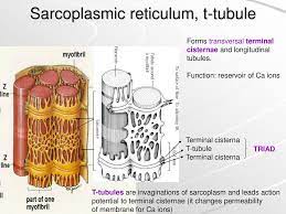 Muscle Tissue 1 Striated Skeletal Muscle Tissue Ppt Download