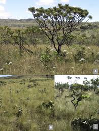 Image result for Crotalaria phylicoides